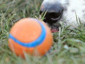 File photo of dog and ball. (The Windsor Star)