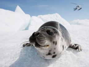 File photo of a harp seal pup. (Windsor Star files)