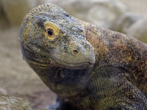 A komodo dragon peers into the camera at the Los Angeles Zoo and Botanical Garden in Los Angeles on March 26, 2013. AFP PHOTO/JOE KLAMAR