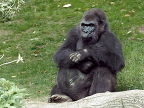 This undated photo provided by the Wildlife Conservation Society in New York, Monday, April 1, 2013, shows Pattycake, the first gorilla born in New York City. Pattycake has died at the Bronx Zoo. She was 40-years-old and suffering from chronic cardiac problems. (AP Photo/Wildlife Conservation Society, Julie Larsen Maher)