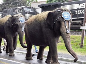 Baby elephants from the Ringling Bros. and Barnum and Bailey Circus walk to the Giant Center in Hershey, Pa., May 21, 2012. Authorities say a Ringling Bros. and Barnum & Bailey Circus elephant in Tupelo, Mississippi was hit by a bullet in a drive-by shooting Tuesday, April 9, 2013.