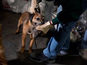 Susan Friedenberg of New York takes a rat from Tanner, her Border Terrier, that caught the rodent as a group of dog owners gathered in lower Manhattan to let their various breeds hunt rats in New York Friday, April 26, 2013. (AP Photo/Craig Ruttle)