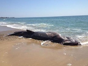 This photo provided by the Mystic Aquarium shows a 28-foot-long dead basking shark which was found washed ashore on a Rhode Island beach, Sunday, April 28, 2013. The Day of New London (Conn.) reports that a homeowner in the Misquamicut beach area of Westerly reported the shark to police on Sunday morning. (AP Photo/Mystic Aquarium)