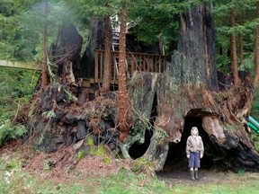 This October 2011, photo provided by Archangel Ancient Tree Archive shows an unidentified person standing beside a coastal redwood tree near Crescent City, Calif., that is among dozens the group has cloned. The group hopes to plant thousands of genetic copies of the trees around the world. (AP Photo/Courtesy Archangel Ancient Tree Archive)