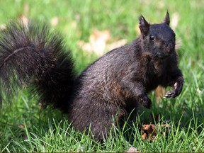 Squirrels a plenty at Jackson Park Friday April 26, 2013.  (NICK BRANCACCIO/The Windsor Star)