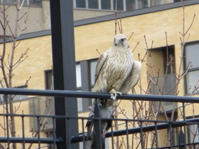 A bird of prey identified by a local bird expert as a gyrfalcon carries a pigeon as it lands on a railing in Montreal, Monday, April 15, 2013. THE CANADIAN PRESS/Andy Blatchford