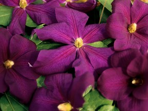 Clematis can be grouped into three categories for pruning purposes.
