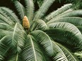 Cycad palms are tough house, outdoor patio or landscape plants grown in tropical regions.