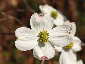 Planted in the right location and cared for properly, the dogwood can provide years of beauty to your landscape.