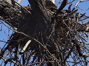 A mature bald eagle keeps watch from its nest near the Riverside Sportsmen Club in Windsor, Ont. on Apr. 4, 2013. (Nick Brancaccio / The Windsor Star)