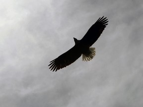 A bald eagle flies overhead on the east side of Windsor, Ont. on Apr. 4, 2013. (Nick Brancaccio / The Windsor Star)