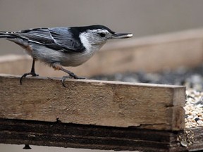A white-bellied nuthatch takes a seed from a feeder at Ojibway Nature Centre on Matchette Road, Monday April 15, 2013. (NICK BRANCACCIO/The Windsor Star)
