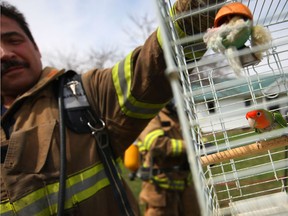 An Amherstburg fireman a caged pet bird that was rescued from a house fire at 2428 Front Road North in Amherstburg, Thursday, April 18, 2013.  The fire is reported to have started in the dryer.  No one was home at the time of the fire.  Minimal smoke damage reported.  (DAX MELMER/The Windsor Star)