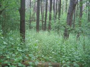 Garlic mustard is an invasive plant that will quickly take over the landscape.