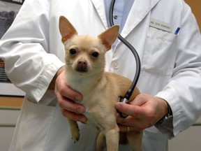 Heartworm gone untreated can land your pet at the vet. (DON HEALY / Postmedia News files)