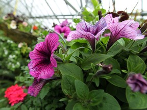 Petunias on sale at Lanspeary Park's greenhouse are shown in this 2011 file photo. (Tyler Brownbridge / The Windsor Star)