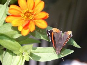 The more plants in your garden that attract pollinating insects, birds, butterflies, moths, and other such creatures, the healthier your garden will be overall.