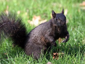 A squirrel pricks up its ears at Jackson Park in Windsor, Ont. on Apr. 26, 2013. (Nick Brancaccio / The Windsor Star)