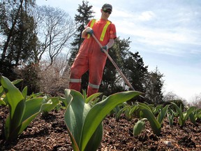 Windsor Parks and recreation employee Chet Salisbury had a warm and sunny day, Monday, April 15, 2013, to plant tulips at the Jackson Park in Windsor, Ont. (DAN JANISSE/The Windsor Star)