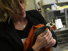 Melanie Coulter, executive director for the Windsor/Essex County Humane Society, holds a guinea hen which was later adopted, Saturday, May 25, 2013. (DAX MELMER/The Windsor Star)
