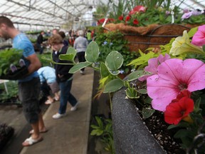 People shop for plants at the annual Parks and Recreation Plant Sale at  Lanspeary Park Greenhouse, Saturday, May 4, 2013.  (DAX MELMER/The Windsor Star)