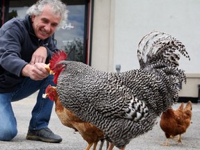 Frank Gobbato, president Formula One Collision on Tecumseh Road East feeds his chickens on his Tecumseh Road East property May 13, 2013. (NICK BRANCACCIO/The Windsor Star)