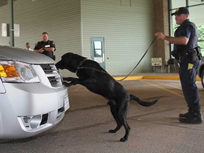 In this file photo,  Vic Toews, Federal Minister of Public Safety, was given a demonstration of the Canada Border Services Agency's inspection equipment and procedures Wednesday July 20, 2011, at the Ambassador Bridge in Windsor, Ont. Here, a CBSA agent uses a drug sniffing dog during a demonstration of a vehicle inspection. (DAN JANISSE / The Windsor Star)