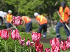 File photo of workers at Jackson Park in Windsor, Ont. (Windsor Star files)