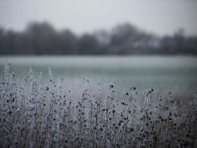 File photo of early morning frost clinging to plants. (Windsor Star files)