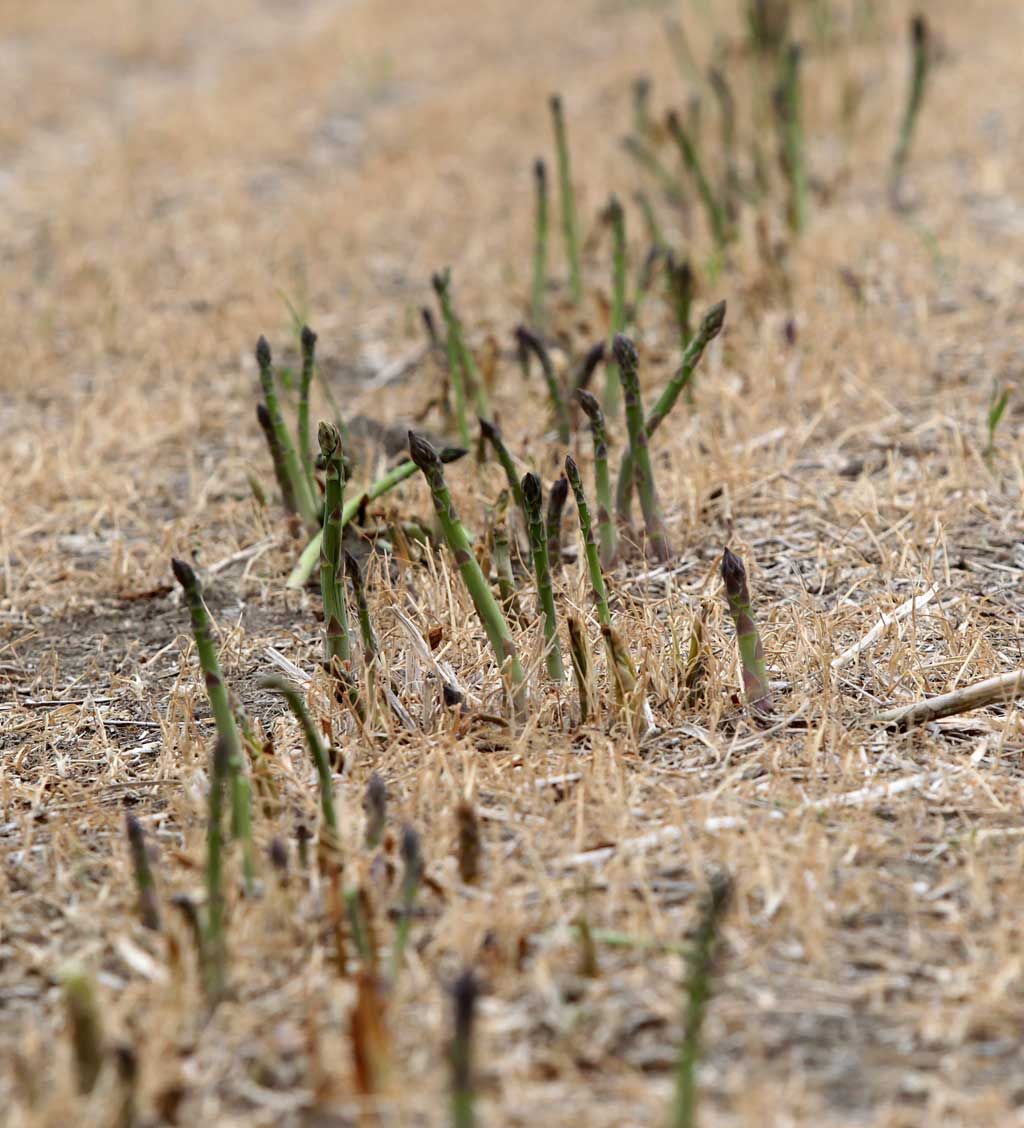 Frost kills some asparagus, worries apple growers Windsor Star