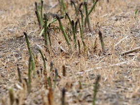 File photo of frost damage to asparagus in May 1012. (Windsor Star files)