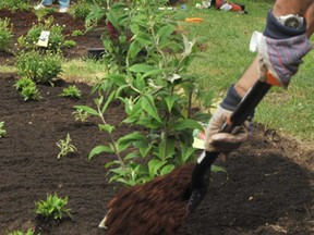 File photo of a community garden. (Windsor Star files)