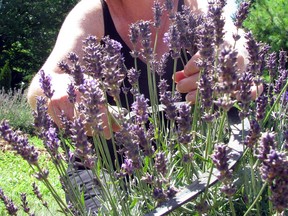 Shown in this file photo, Suzanne Dajczak, co-owner of Serenity Lavender Farm on County Road 50 near Colchester, grows 48 varieties of lavender. (Windsor Star files)