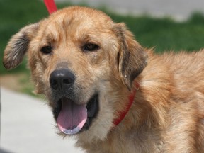 Wilson, a dog that was left tied to a fence and starving is pictured Friday, May 3, 2013, at the Windsor/Essex County Humane Society. (DAN JANISSE/The Windsor Star)