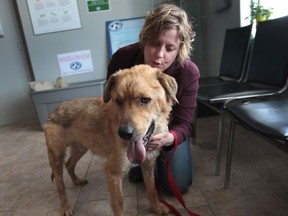 Wilson, a dog that was left tied to a fence and starving is pictured Friday, May 3, 2013, at the Windsor/Essex County Humane Society with executive director Melanie Coulter. (DAN JANISSE/The Windsor Star)