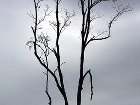File photo of a dead tree. (windsor Star files)