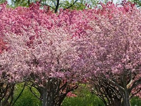 File photo of crab apple trees in bloom. (Windsor Star files)