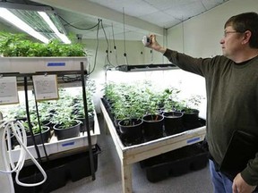 In this photo taken April 4, 2013, Mike Steenhout, comptroller of Washington's Liquor Control Board, takes photos as he tours a marijuana growing facility in Seattle. After months of intensive research, public meetings and public reaction, state officials plan to release their draft rules governing Washington's new legal marijuana industry on Thursday, May 16, 2013. (AP Photo/Elaine Thompson, File)