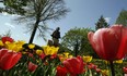 Letting citizen volunteers help clean our city parks will beautify Windsor and give people satisfaction for a job well done.  NICK BRANCACCIO/The Windsor Star)