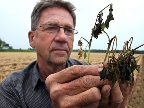 Farmer Walter Brown holds frost-damaged tomato plants from one of his fields located between Leamington and Wheatley, Monday May 27, 2013.  (NICK BRANCACCIO/The Windsor Star)