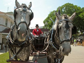 Horse-drawn taxis are a familiar sight on Mackinac Island on July 29, 2008.. (Los Angeles Times/Rosemary McClure.)