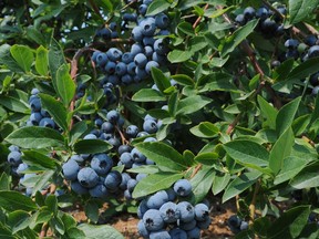 Pruning helps to control the size of the bush and increase fruit size. (Postmedia News files)