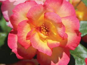 Campfire Rose was inspired by a Group of Seven painting by the same name.