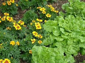 Mixing flower plants with veggies can help produce a balanced, healthy garden.