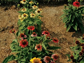 Echinacea Cheyenne Spirit is unusual in that it blooms reliably the first year that it's in the ground.