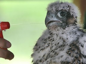 One of three peregrine falcon chicks living in a nest under the Ambassador Bridge is cooled down with a spray bottle Friday as biologists tag the birds.  (DAN JANISSE/The Windsor Star)