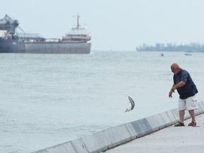 Bob Hogarth throws back a Muskellunge while fishing along the Detroit River in Windsor on Friday, May 10, 2013.                            (TYLER BROWNBRIDGE/The Windsor Star)