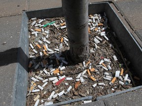 Cigarette butts fill a tree hole in the sidewalk in the 500 block of Ouellette Avenue in downtown Windsor, Ont. on May 2, 2013 (Jason Kryk / The Windsor Star)