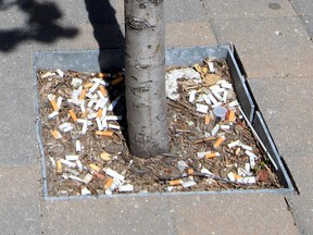 Cigarette stubs fill a tree hole in a sidewalk on Ouellette Avenue in downtown Windsor, Ont. on May 2, 2013. (Windsor Star files)