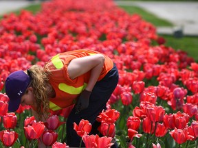 Liz Fader tends to the flowers in Coventry Gardens in Windsor on Thursday, May 9, 2013. Fader is a part of the summer student staff.                         (TYLER BROWNBRIDGE/The Windsor Star)